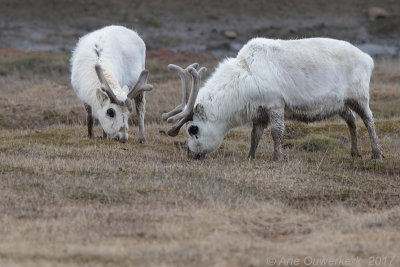 Spitsbergenrendier - Svalbard Reindeer - Rangifer tarandus platyrhynchus