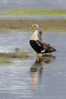 Koningseider - King Eider - Somateria spectabilis
