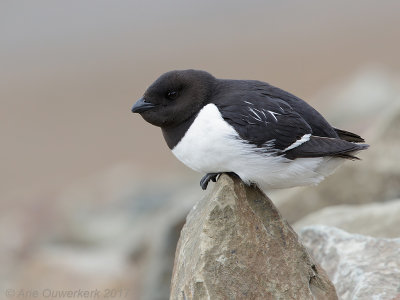 Kleine Alk - Little Auk - Alle alle