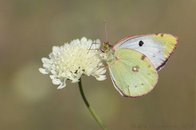 Oostelijke Luzernevlinder - Eastern Pale Clouded Yellow - Colias erate