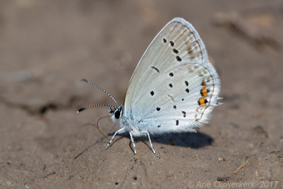 Staartblauwtje - Short-tailed Blue - Cupido argiades