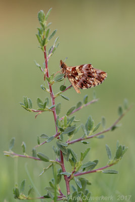 Paarse Parelmoervlinder - Weaver's Fritillary - Boloria dia