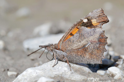 Snuitvlinder - Nettle-tree Butterfly - Libythea celtis