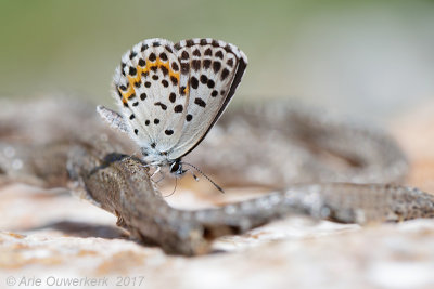 Vetkruidblauwtje - Checkered Blue - Scolitantides orion