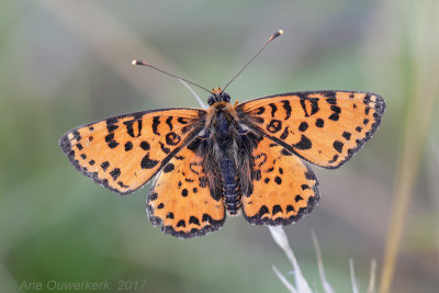 Tweekleurige Parelmoervlinder - Spotted Fritillary - Melitaea didyma