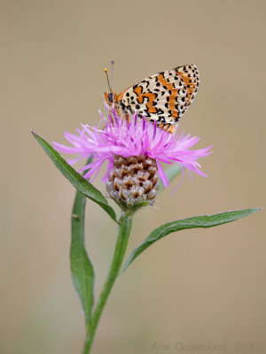 Tweekleurige Parelmoervlinder - Spotted Fritillary - Melitaea didyma