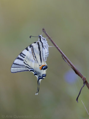 Koningspage - Scarce Swallowtail - Iphiclides podalirius