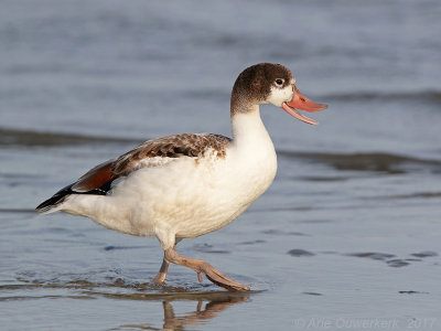 Bergeend - Common Shelduck - Tadorna tadorna