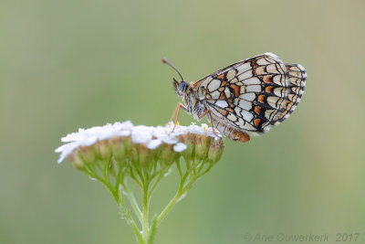 Bosparelmoervlinder - Heath Fritillary - Melitaea athalia