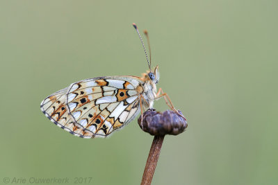 Zilveren Maan - Small Pearl-bordered Fritillary - Boloria selene