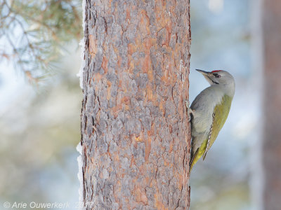 Grijskopspecht - Grey-headed Woodpecker - Picus canus