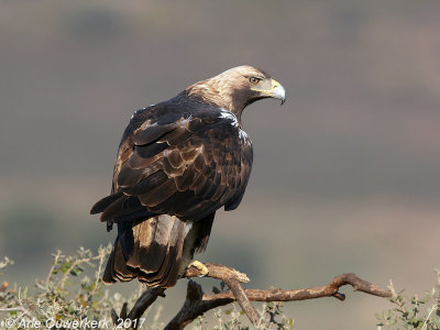 Spaanse Keizerarend - Spanish Imperial Eagle - Aquila adalberti