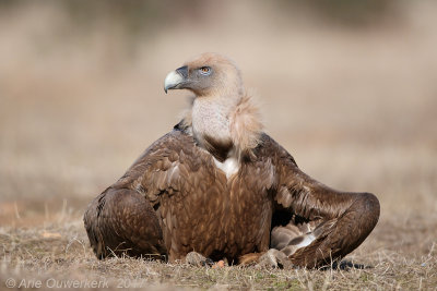 Vale Gier / Griffon Vulture 