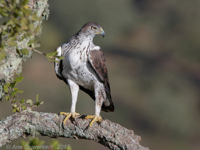 Havikarend - Bonelli's eagle - Aquila fasciata