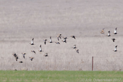 Zwartbuikzandhoen - Black-bellied Sandgrouse - Pterocles orientalis