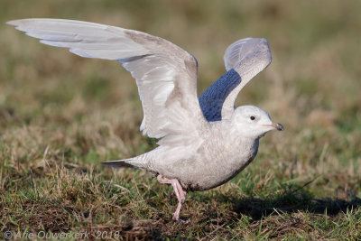 Kleine Burgemeester - Iceland Gull - Larus glaucoides