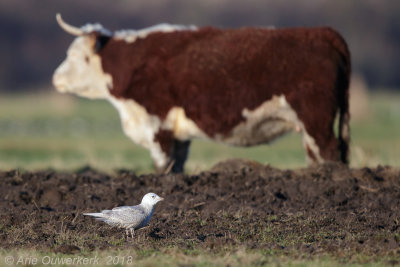 Kleine Burgemeester - Iceland Gull - Larus glaucoides