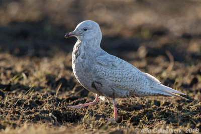 Kleine Burgemeester - Iceland Gull - Larus glaucoides