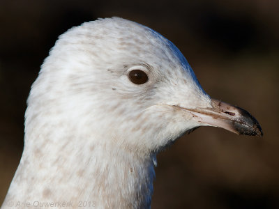 Kleine Burgemeester - Iceland Gull - Larus glaucoides