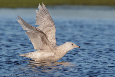 Kleine Burgemeester - Iceland Gull - Larus glaucoides