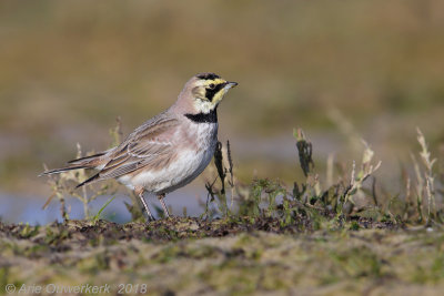 Strandleeuwerik - Shore (Horned) Lark - Eremophila alpestris
