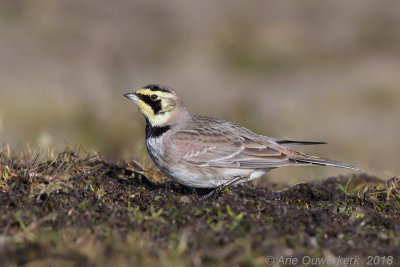 Strandleeuwerik - Shore (Horned) Lark - Eremophila alpestris