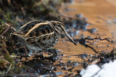  Bokje -Jack Snipe - Lymnocryptes minimus