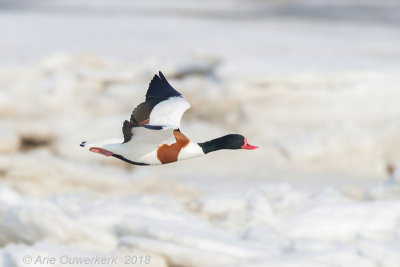 Bergeend - Common Shelduck - Tadorna tadorna