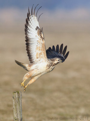 Buizerd - Common Buzzard - Buteo buteo