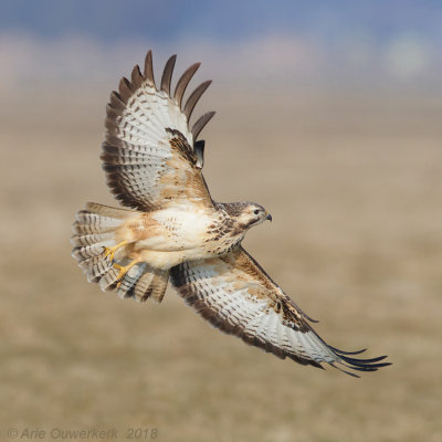 Buizerd - Common Buzzard - Buteo buteo