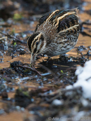 Bokje -Jack Snipe - Lymnocryptes minimus