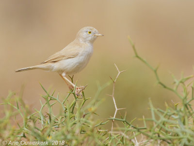 Afrikaanse Woestijngrasmus - African Desert Warbler - Sylvia deserti