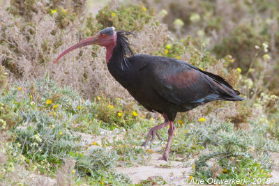 Heremietibis - Northern Bald Ibis - Geronticus eremita