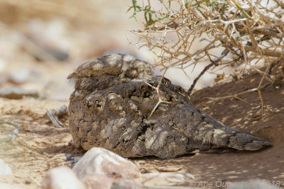 Egyptische Nachtzwaluw - Egyptian Nightjar - Caprimulgus aegyptius