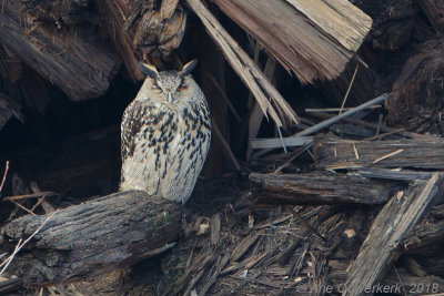 Oehoe / Eurasian Eagle-Owl