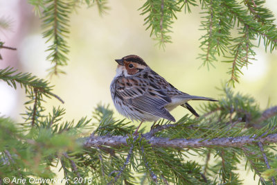 Dwerggors - Little Bunting - Emberiza pusilla