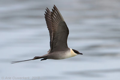 Kleinste Jager - Long-tailed Skua (Jaeger)  - Stercorarius longicaudus