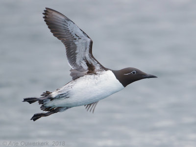 Zeekoet - Common Murre (Guillemot) - Uria aalge