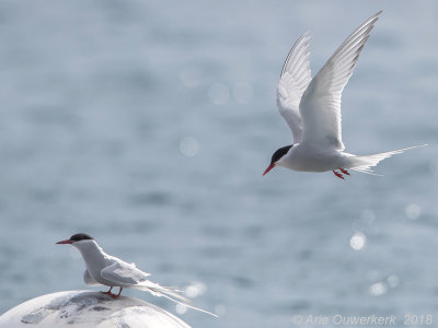 Noordse Stern / Artic Tern