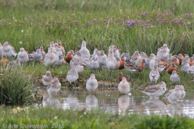 Grote Kanoet - Great Knot - Calidris tenuirostris