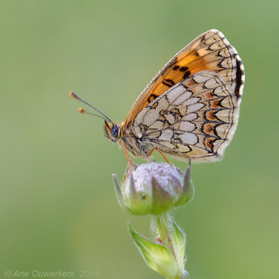 Bosparelmoervlinder - Heath Fritillary - Melitaea athalia