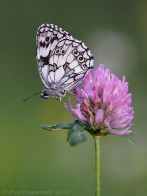 Dambordje - Marbled White - Melanargia galathea