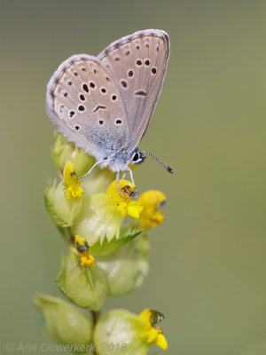 Blauwtjes (Lycaenidae)