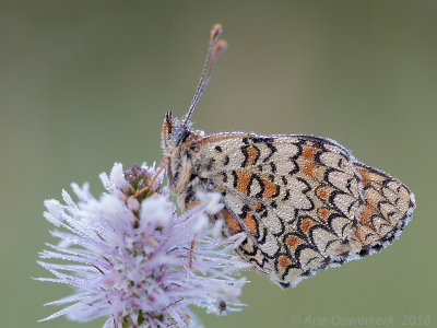 Knoopkruidparelmoervlinder - Knapweed Fritillary - Melitaea phoebe