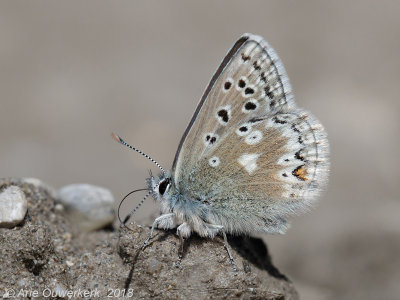 Noordelijk Manschildblauwtje - Glandon Blue - Agriades glandon