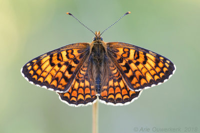 Knoopkruidparelmoervlinder - Knapweed Fritillary - Melitaea phoebe