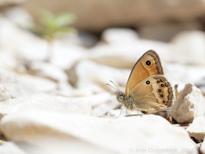 Bleek Hooibeestje - Dusky Heath - Coenonympha dorus    