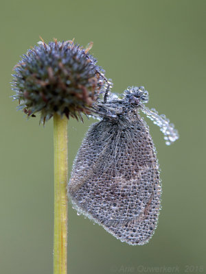 Hooibeestje - Small Heath - Coenonympha pamphilus