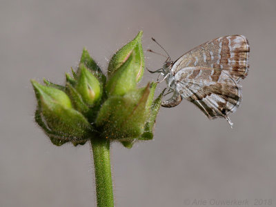 Geraniumblauwtje - Geranium Bronze - Cacyreus marshalli