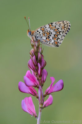 Knoopkruidparelmoervlinder - Knapweed Fritillary - Melitaea phoebe